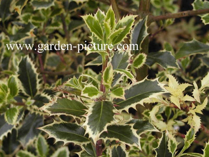 Ilex aquifolium 'Handsworth New Silver'