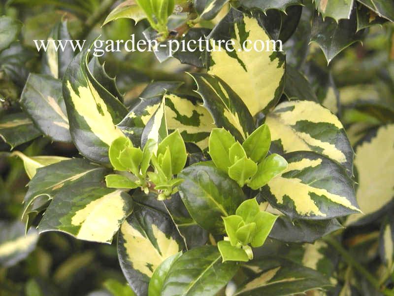 Ilex aquifolium 'Maderensis Variegata'
