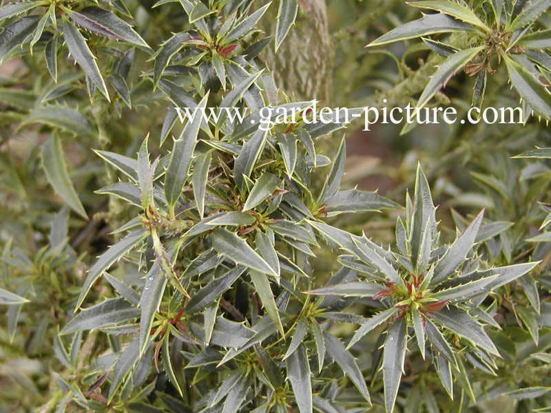 Ilex aquifolium 'Myrtifolia'