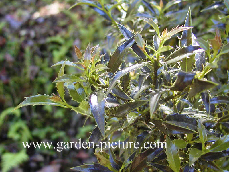 Ilex aquifolium 'Myrtifolia'