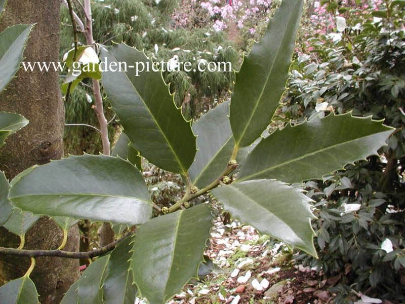 Ilex koehneana 'Chestnut Leaf'