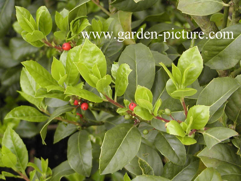 Ilex 'Clusterberry'