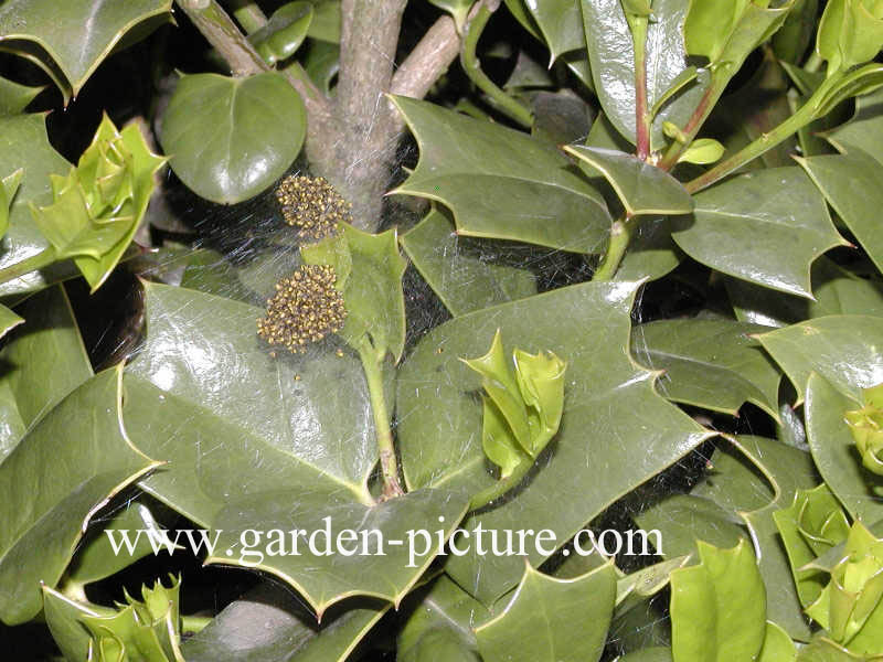 Ilex cornuta 'Ira Nelson'