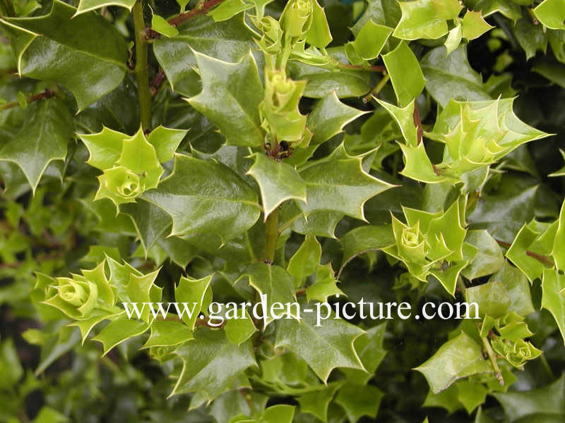Ilex 'John T. Morris'