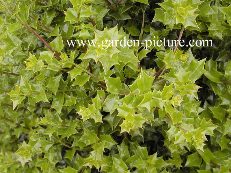 Ilex 'Lydia Morris'