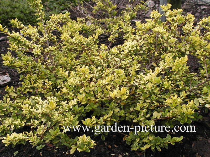 Ilex crenata 'Golden Gem'