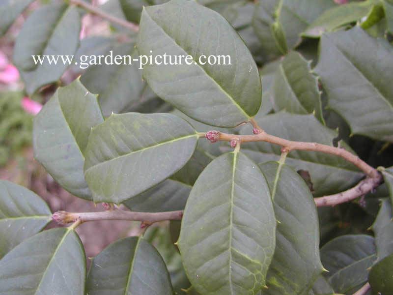 Ilex opaca 'Clarissa'