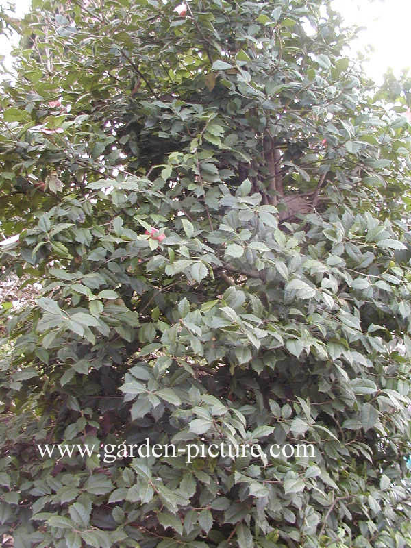 Ilex opaca 'Clarissa'