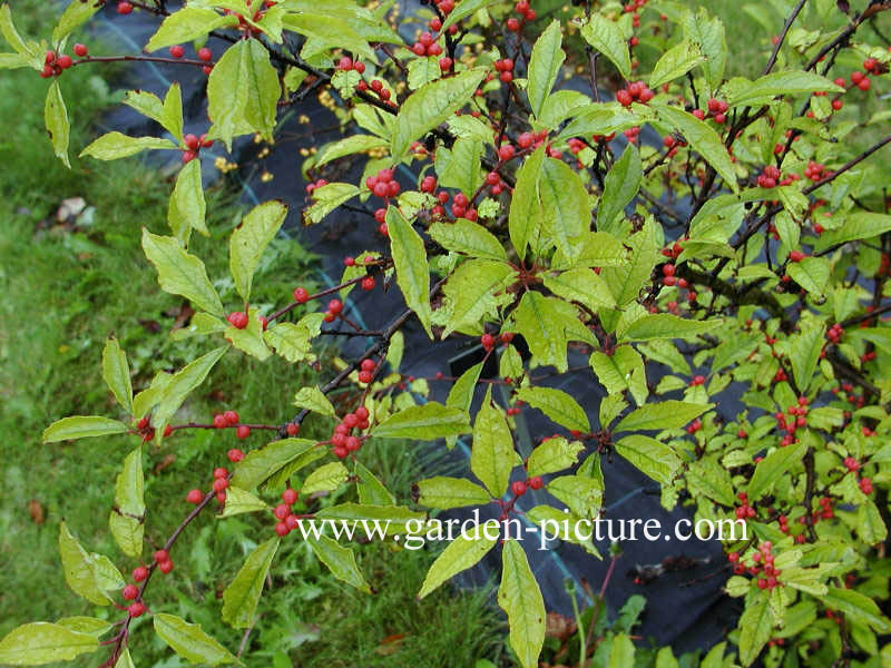 Ilex verticillata 'Oosterwijk'