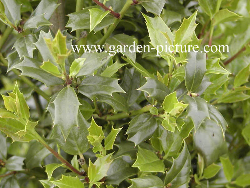 Ilex 'Washington'