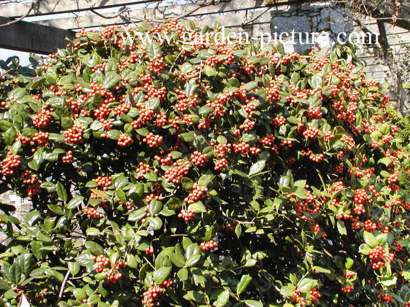 Ilex 'Nellie R. Stevens'