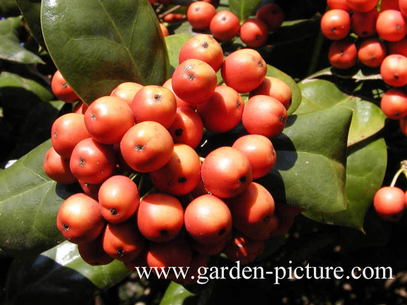 Ilex 'Nellie R. Stevens'