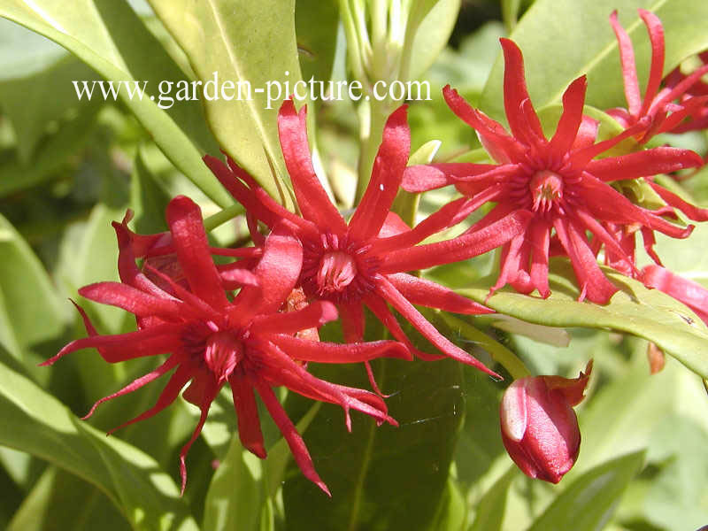 Illicium floridanum