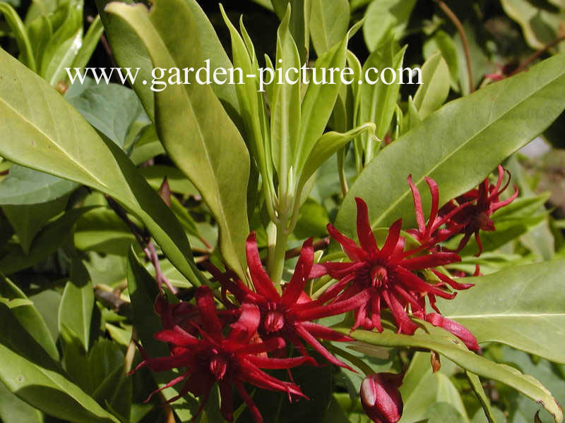 Illicium floridanum