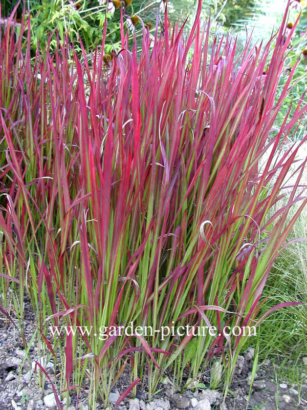 Imperata cylindrica 'Red Baron'