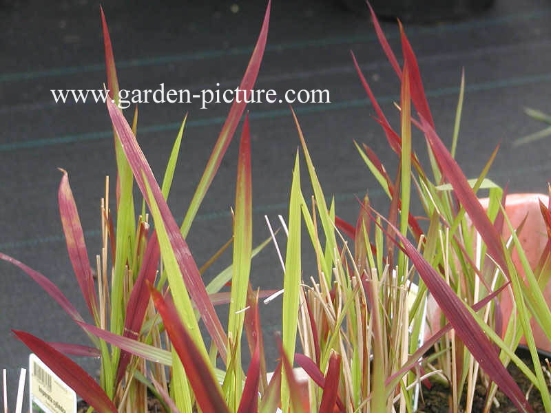 Imperata cylindrica 'Red Baron'