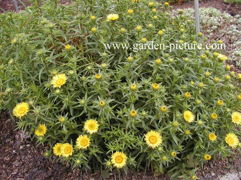 Inula ensifolia