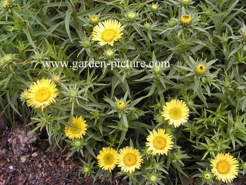 Inula ensifolia