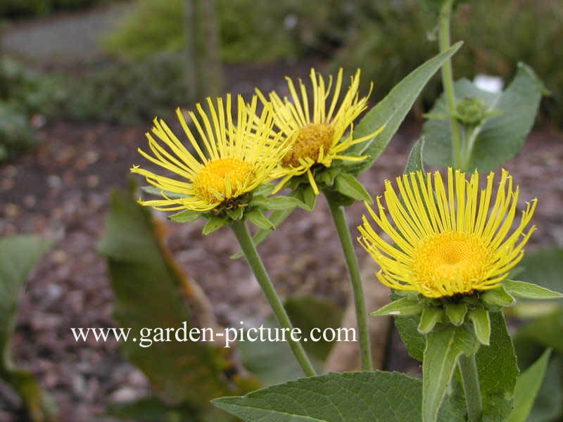 Inula helenium