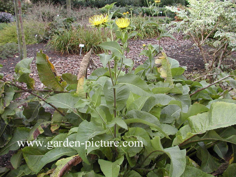 Inula helenium