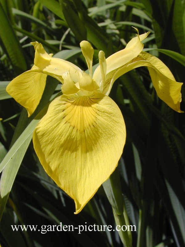 Iris pseudacorus