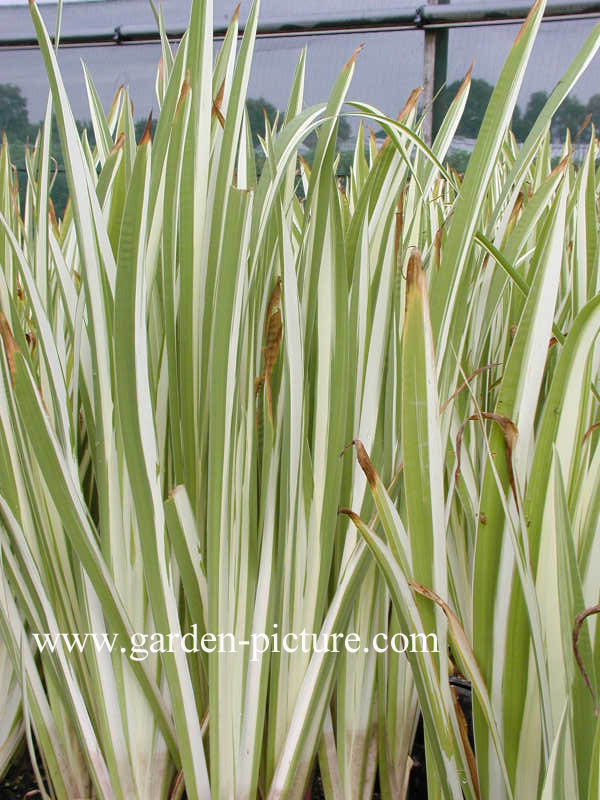 Iris pseudacorus 'Variegata'