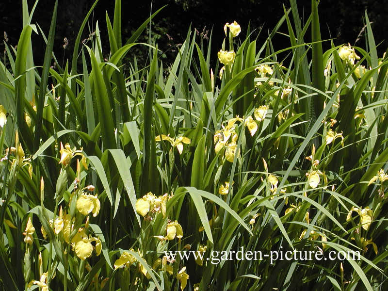 Iris pseudacorus