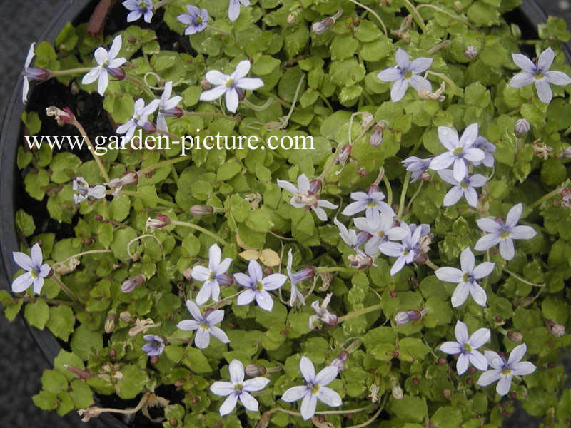 Isotoma fluviatilis