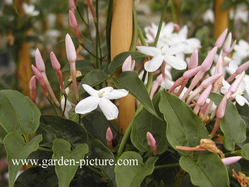 Jasminum polyanthum