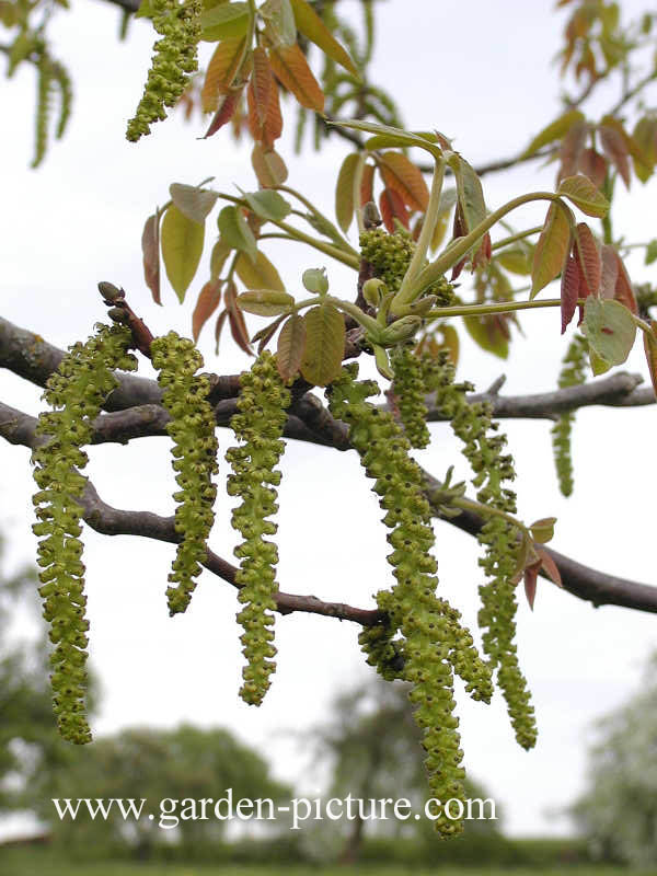 Juglans regia