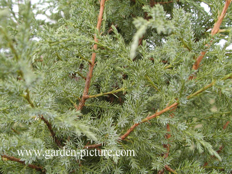 Juniperus bermudiana