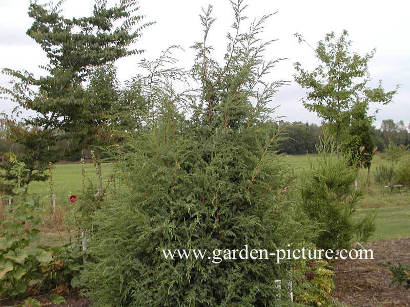 Juniperus bermudiana