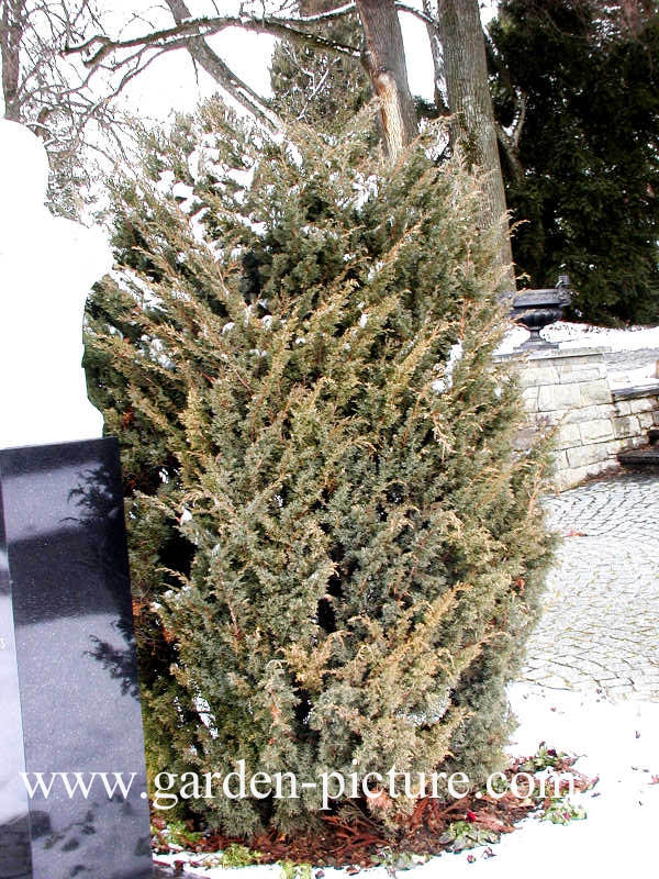 Juniperus chinensis 'Blaauw'