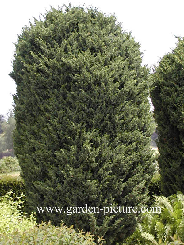 Juniperus chinensis 'Blaauw'