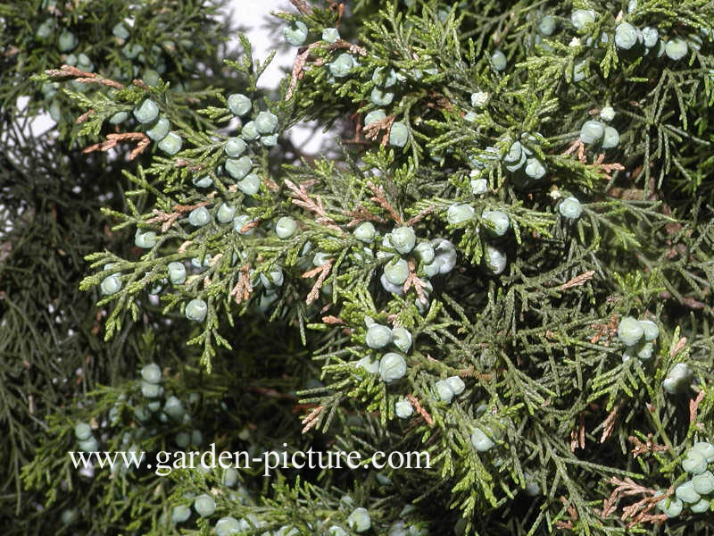 Juniperus chinensis 'Keteleeri'