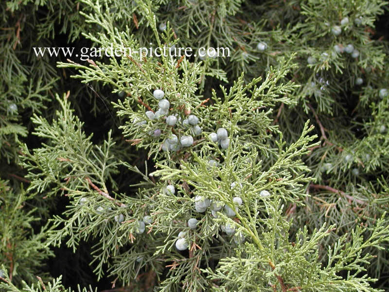 Juniperus chinensis 'Keteleeri'