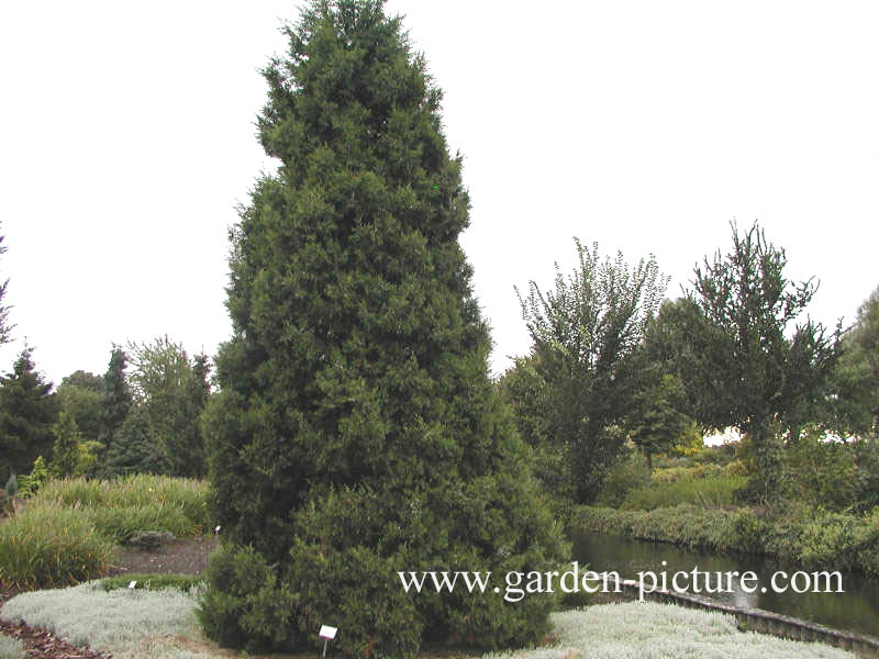 Juniperus chinensis 'Keteleeri'