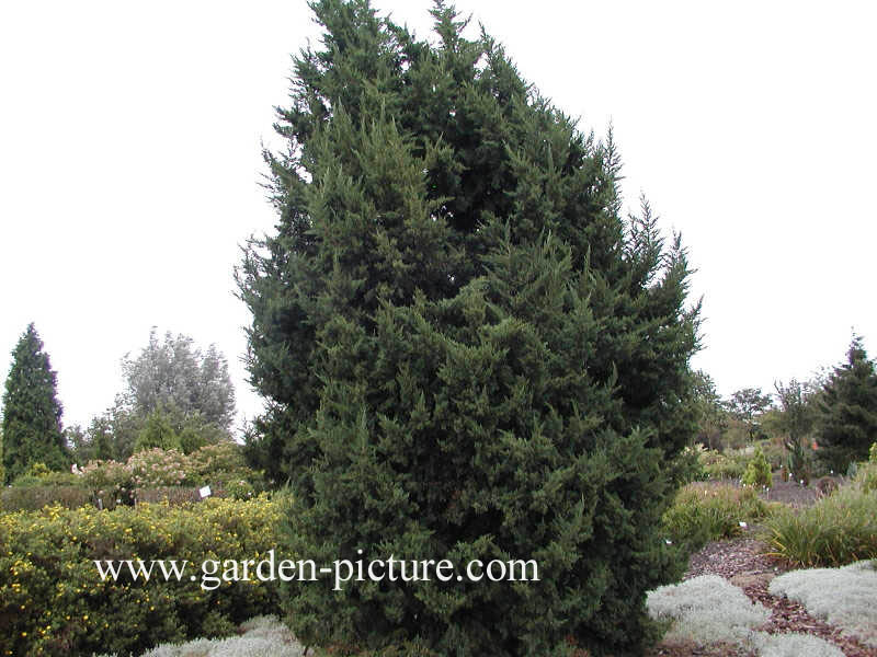 Juniperus chinensis 'Monarch'