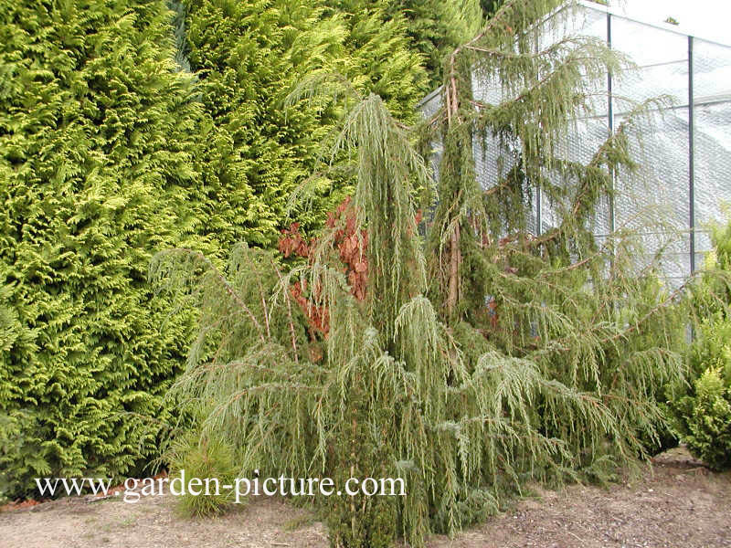 Juniperus communis 'Horstmann'