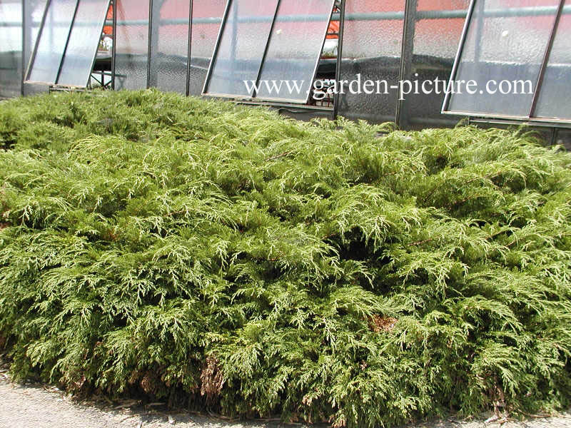 Juniperus communis 'Repanda'