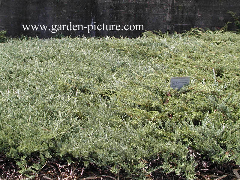 Juniperus horizontalis 'Douglasii'