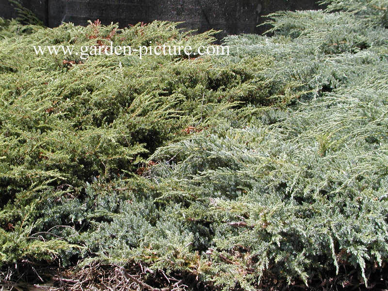 Juniperus horizontalis 'Wiltonii'