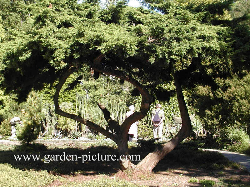 Juniperus pfitzeriana 'Wilhelm Pfitzer'