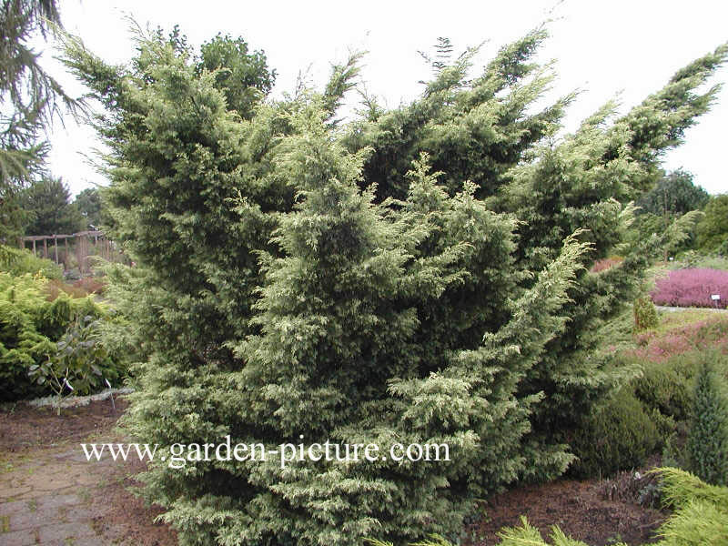 Juniperus virginiana 'Sulphur Spray'