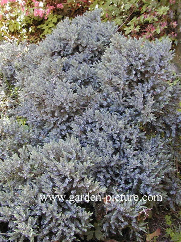 Juniperus squamata 'Blue Star'