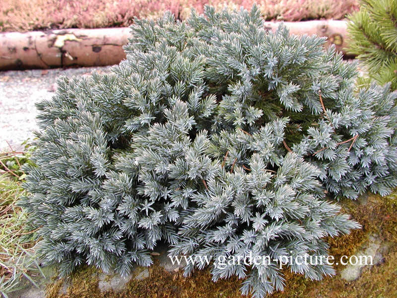 Juniperus squamata 'Blue Star'
