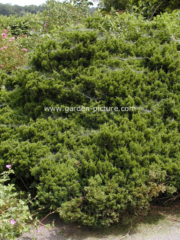 Juniperus virginiana 'Globosa'