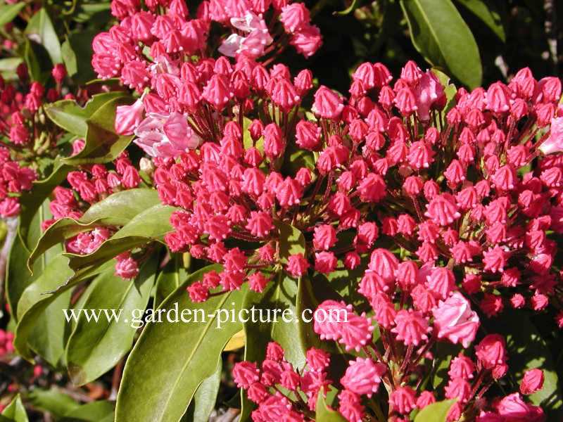 Kalmia latifolia 'Olympic Fire'