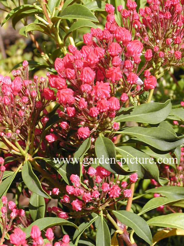 Kalmia latifolia 'Olympic Fire'