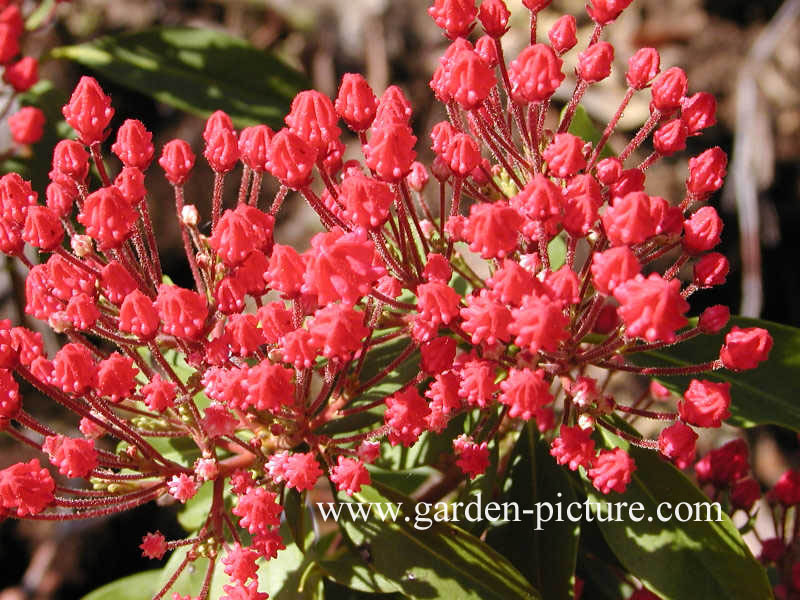 Kalmia latifolia 'Ostbo Red'